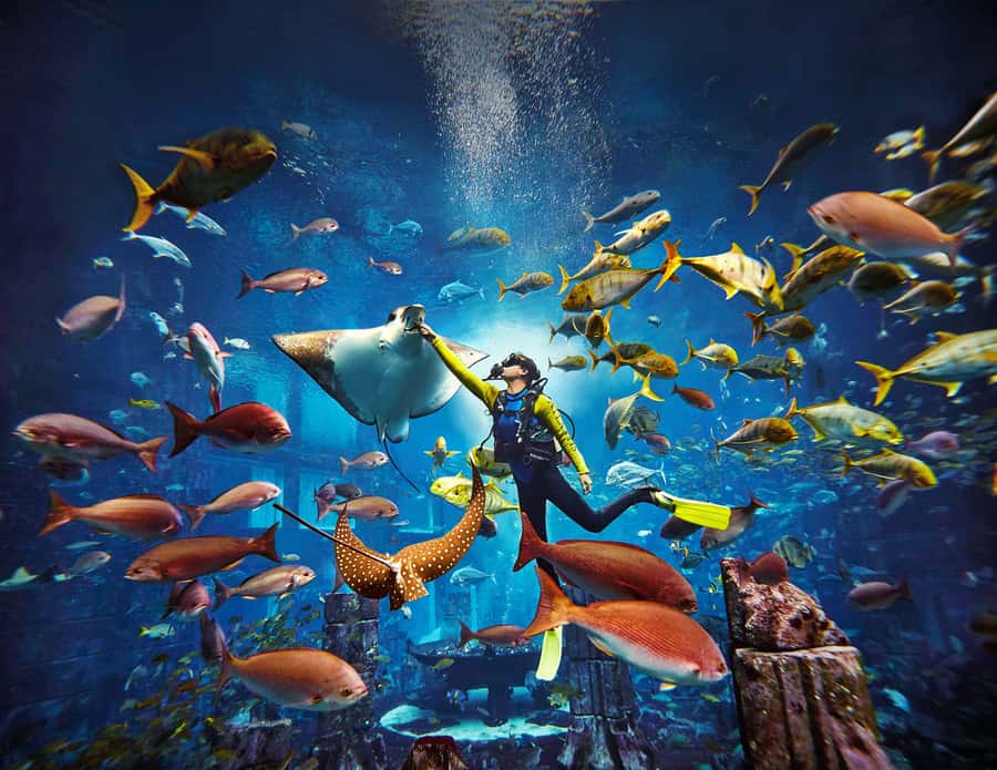 Dubai: The Lost Chambers Aquarium Atlantis Diving Experience - Discovery vs Explorer: Pick the option that matches your skills