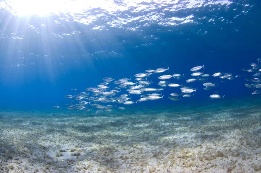 Dubai to Fujairah: First Scuba Diving + Transfer & BBQ - Going Underwater in Dibba: No License, No Swimming Skills