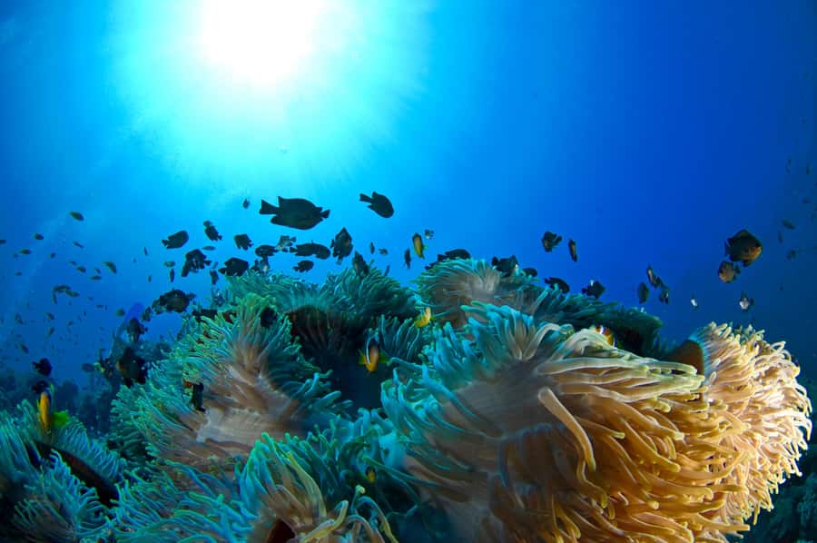 Dubai to Fujairah: First Scuba Diving + Transfer & BBQ - The Seaside BBQ Lunch: Fuel and a Normal End to an Unusual Morning