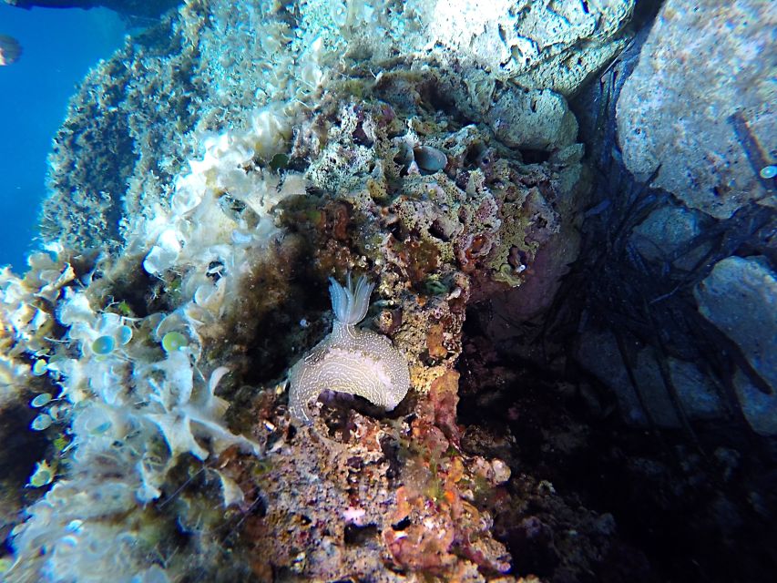 Dubrovnik: 1-Day Discover Scuba Diving Course - A One-Day Scuba Discovery Course That Actually Moves You Forward