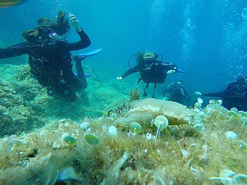 Dubrovnik: 1-Day Discover Scuba Diving Course - Small Group Setup and Language Support That Keeps You Comfortable