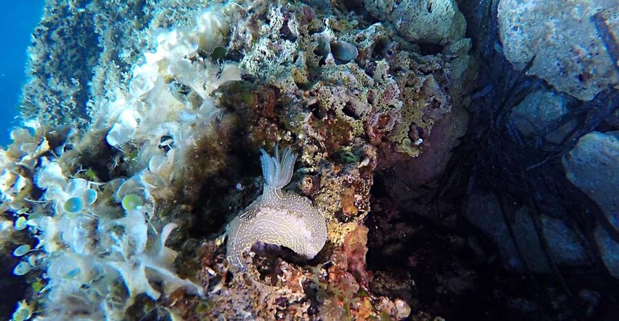 Dubrovnik: 1-Day Discover Scuba Diving Course - Where It Starts: Blue Planet Office at Dubrovnik Palace