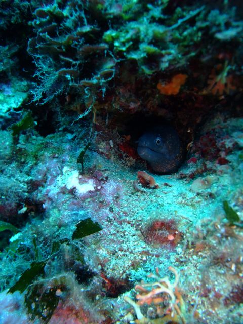 Dubrovnik: 1-Day Diving Package - Key highlights worth your attention