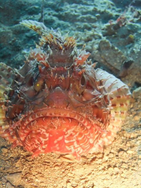 Dubrovnik: 1-Day Diving Package - Boat stops: wrecks, caves, and a lake moment at Lokrum