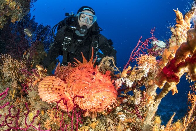 Dubrovnik 1 Dive for Certified Divers - Small Group Attention, and a Safety Stop That Doesn’t Feel Like Homework