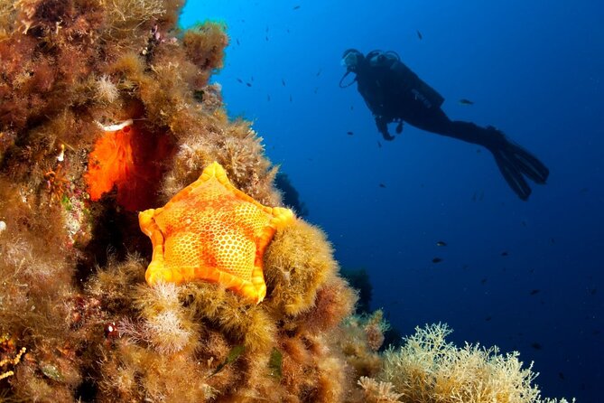 Dubrovnik 1 Dive for Certified Divers - What You Get From a 2.5-Hour, 1-Tank SCUBA Session