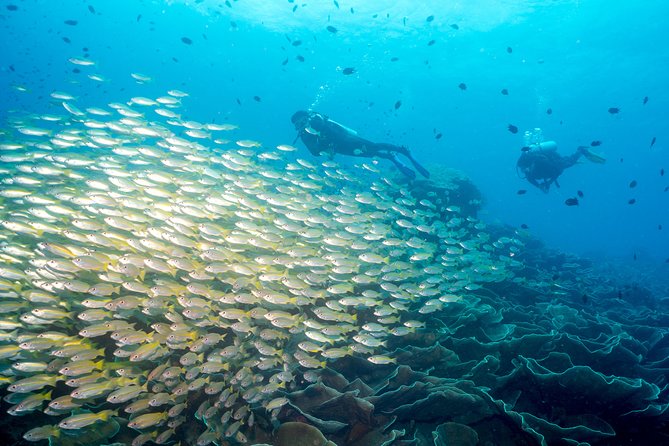 Easy Fun Scuba Dive in El Nido - Key things you’ll love about this easy El Nido scuba day