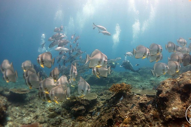 Easy Fun Scuba Dive in El Nido - Getting started at Submariner around 7:30am