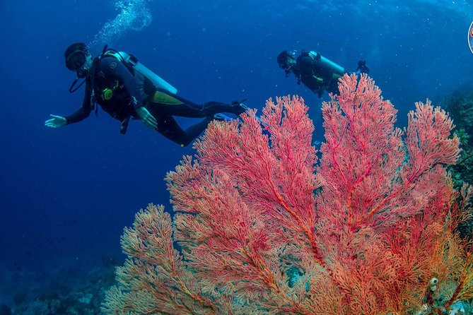 Easy Fun Scuba Dive in El Nido - Equipment, drinks, and the small-group feel that makes it easy