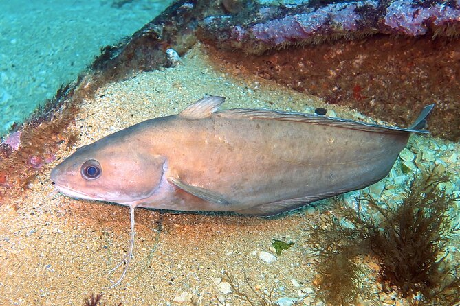 Eco - Try Dive - The eco mission that earns your Mission Deep Blue certificate