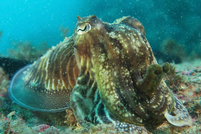 Eco - Try Dive - Confined water vs open water: what you’re actually training for