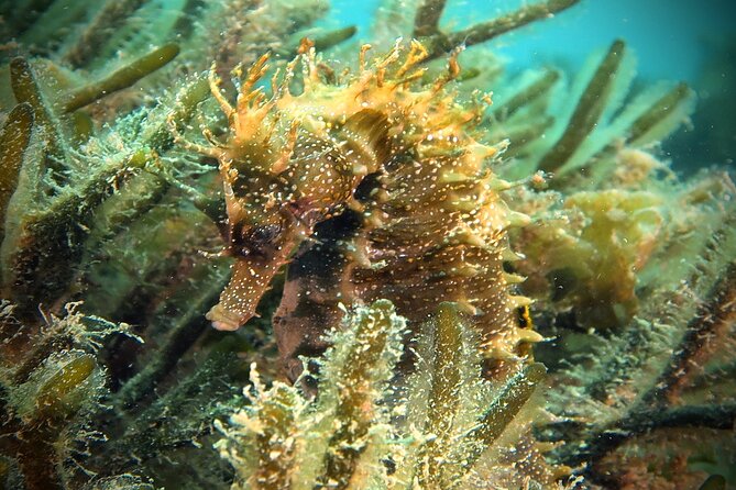 Eco - Try Dive - What the underwater time feels like in this area