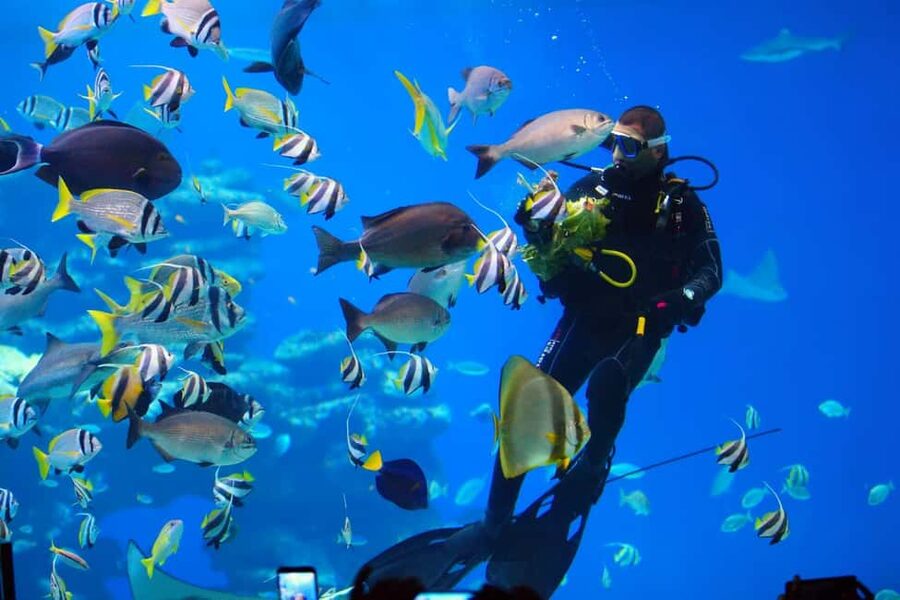 Eilat: Intro to Diving with Certified Instructor - The 30-Minute Underwater Window: Fish and Coral You Can Actually See
