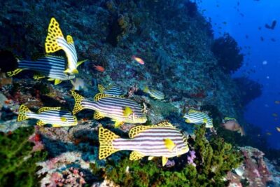 Eilat: Intro to Diving with Certified Instructor - FAQ