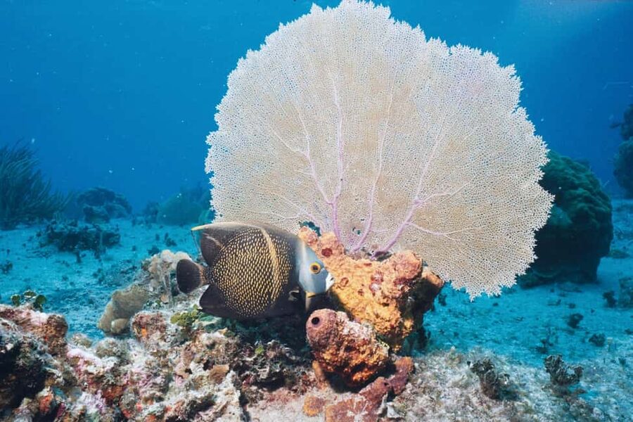 El Gouna Lagoon, Diving with Dolphin, Snorkeling & Lunch - Boat Comfort, Guides, and Safety Without the Stress