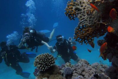 El Gouna Lagoon, Diving with Dolphin, Snorkeling & Lunch - Onboard Lunch and Drinks: Real Value, Not an Afterthought