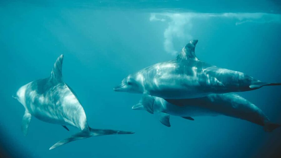 El Gouna Lagoon, Diving with Dolphin, Snorkeling & Lunch - Transfers and Timing: What to Plan Around Before You Go