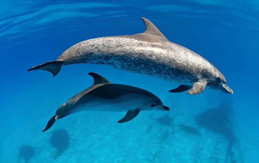 El Gouna Lagoon, Diving with Dolphin, Snorkeling & Lunch - Who Should Book This Excursion (and Who Might Want Another Option)