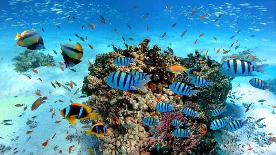 El Gouna Lagoon, Diving with Dolphin, Snorkeling & Lunch - Tips for a Smooth Day and Better Photos