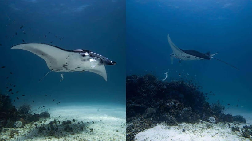 El Nido: Discover Scuba Diving with Manta Rays in Sibaltan - Key things to know before you go