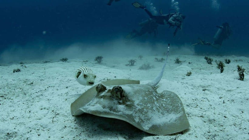 El Nido: Discover Scuba Diving with Manta Rays in Sibaltan - Why Sibaltan feels calmer than El Nido’s crowds