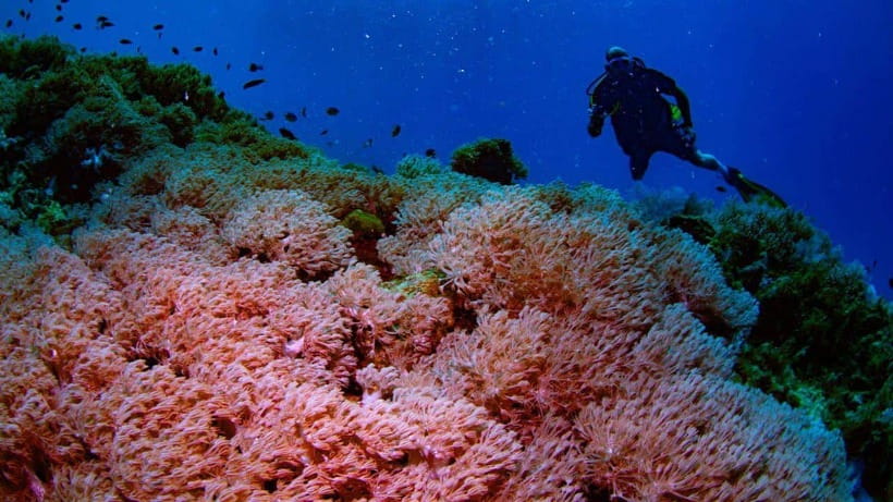 El Nido: Discover Scuba Diving with Manta Rays in Sibaltan - Skills first: what the 6-meter session is really for
