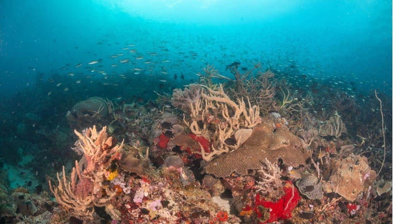 El Nido: Discover Scuba Diving with Manta Rays in Sibaltan - Manta Cleaning Station: spotting manta rays at the right depth