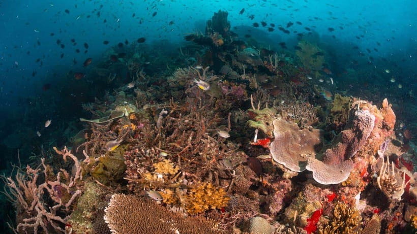 El Nido: Discover Scuba Diving with Manta Rays in Sibaltan - Brunch break: the underrated part of a short scuba day