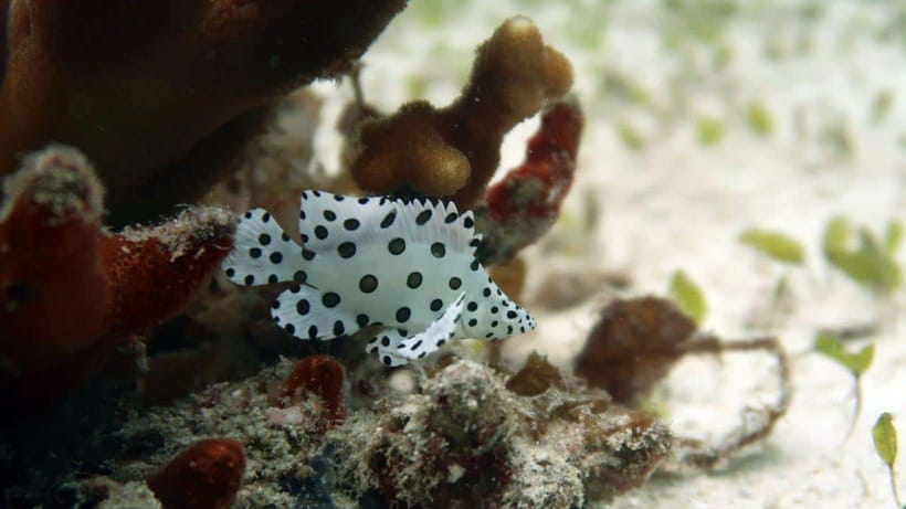 El Nido: Discover Scuba Diving with Manta Rays in Sibaltan - Price and value: is $126 fair for a 6-hour program?