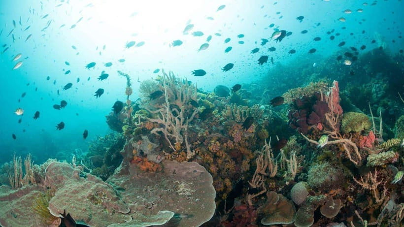 El Nido: Discover Scuba Diving with Manta Rays in Sibaltan - Who this is best for, and who should skip it