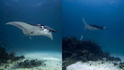 El Nido: Manta Ray Diving Experience in Sibaltan - A 6-hour schedule that’s built for your comfort, not just checklists