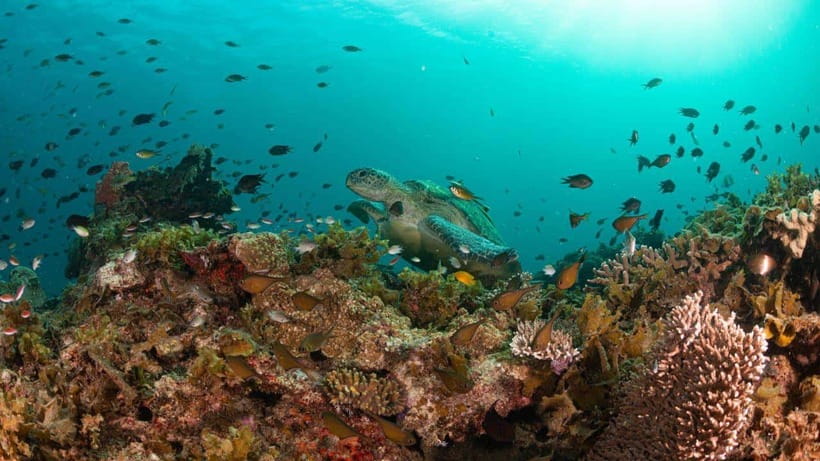 El Nido: Manta Ray Diving Experience in Sibaltan - Binulbulan Island and the coral reef: where healthy life still looks healthy