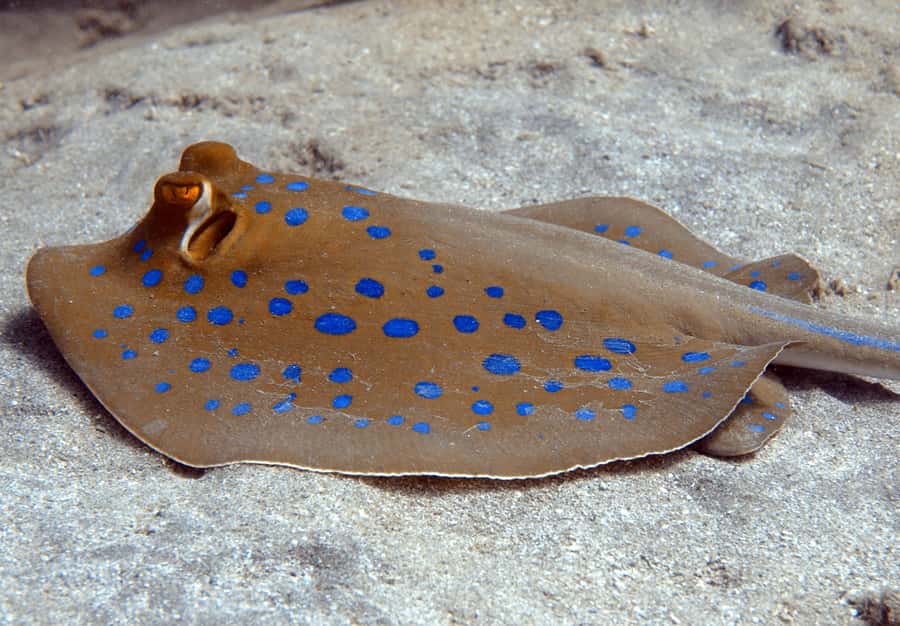 El Quseir: Red Sea Diving - Reefs, Caves & Marine Wildlife - Key things to know before you go