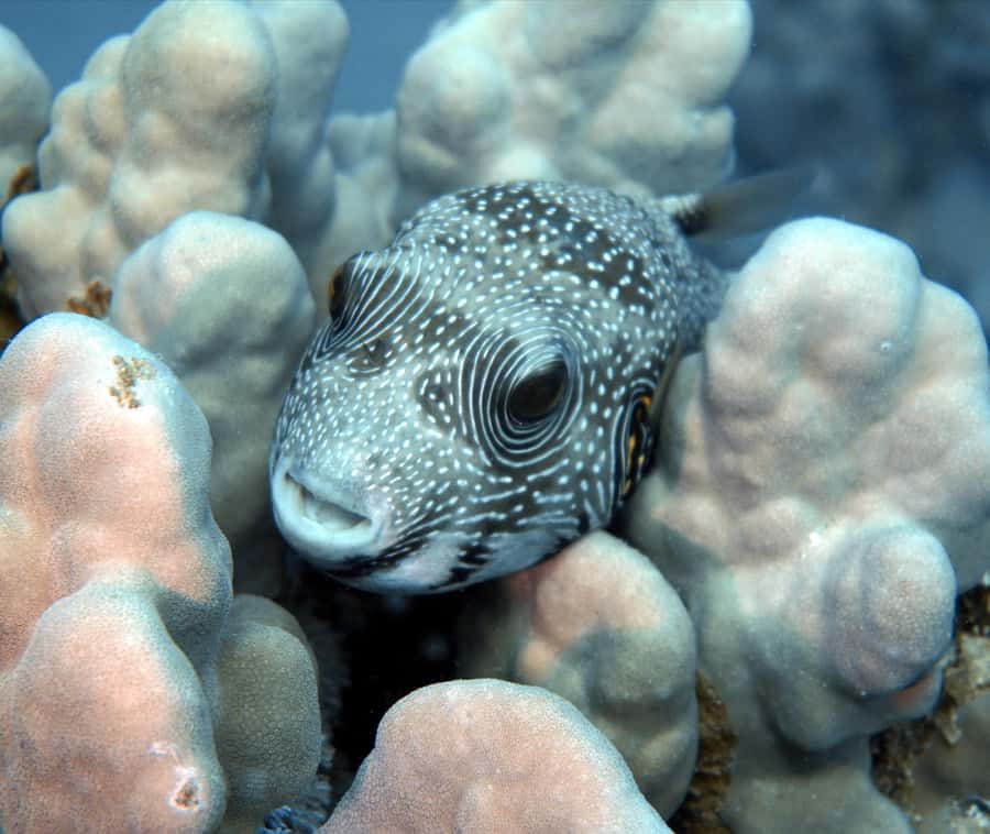 El Quseir: Red Sea Diving - Reefs, Caves & Marine Wildlife - Coral gardens and reef walls: what you’ll see when you’re down there