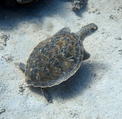 El Quseir: Red Sea Diving - Reefs, Caves & Marine Wildlife - The 4-hour plan: what your day rhythm looks like