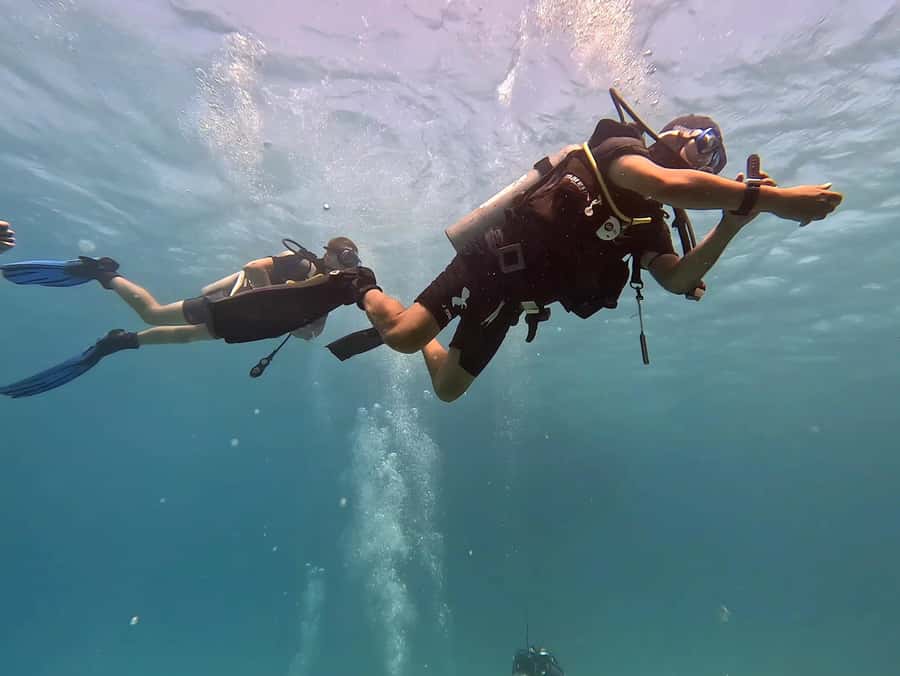 El Quseir: Red Sea Diving - Reefs, Caves & Marine Wildlife - Marine life highlights: turtles, rays, lionfish, and Napoleon wrasse