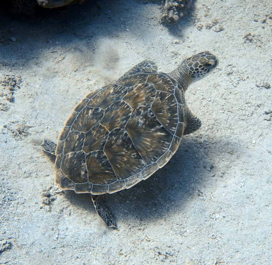 El Quseir: Red Sea Diving - Reefs, Caves & Marine Wildlife - The 4-hour plan: what your day rhythm looks like