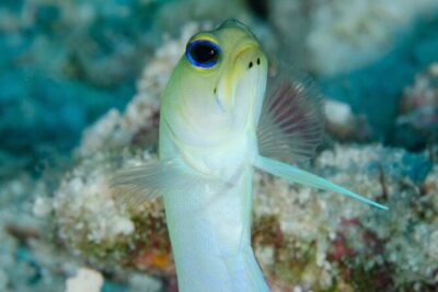 “Embark on a Professional and Passionate Scuba Diving Adventure!" - The 3-Step Format: Safety briefing, shallow skills, then your guided ocean session