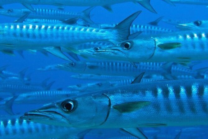 “Embark on a Professional and Passionate Scuba Diving Adventure!" - What you’ll experience during the Caribbean portion (depth 40 feet, 45–55 minutes)