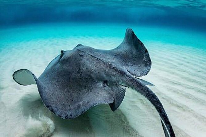 “Embark on a Professional and Passionate Scuba Diving Adventure!" - Price and value: what $105 covers (and what it doesn’t)