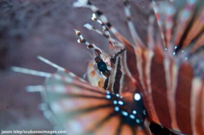 Enjoy 3 Fun Dives in Kota Kinabalu | Certified Divers - Meeting at DBKK Jetty and the Boat-Ride Reality Check