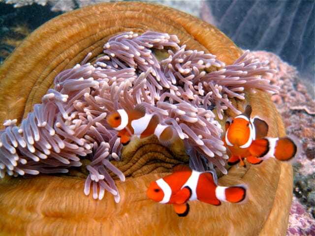 Enjoy 3 Fun Dives in Kota Kinabalu | Certified Divers - Lunch on Tunku Abdul Rahman Islands: More Than a Break