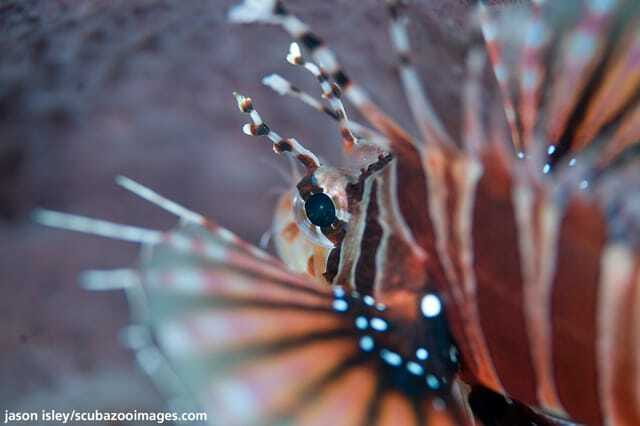 Enjoy 3 Fun Dives in Kota Kinabalu | Certified Divers - Meeting at DBKK Jetty and the Boat-Ride Reality Check