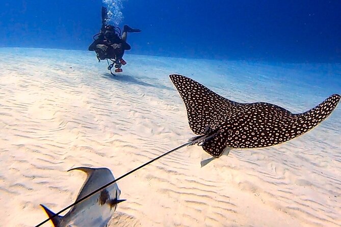 Enjoy two dives without previous experience with a boat trip - Your 9:30 Start: The Schedule Behind the Scenes