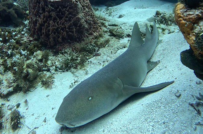 Enjoy two dives without previous experience with a boat trip - What You’re Most Likely to See: Reef Animals and Colorful Fish