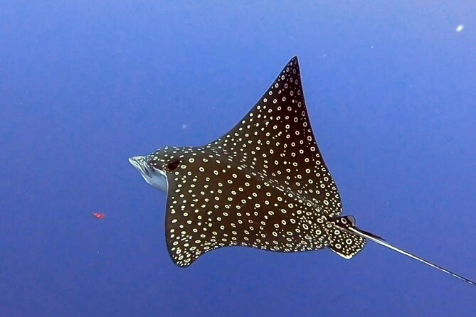 Enjoy two dives without previous experience with a boat trip - Between the Two Underwater Sessions: Meal Break and Energy Check