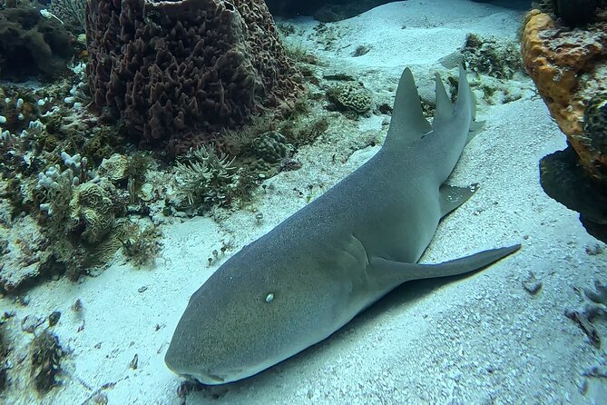 Enjoy two dives without previous experience with a boat trip - Reef Choice on the Same Day: Safety vs. Your Expectations