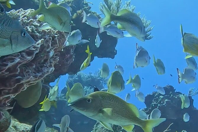 Enjoy two dives without previous experience with a boat trip - Price and Value: Is $227.43 Worth It?