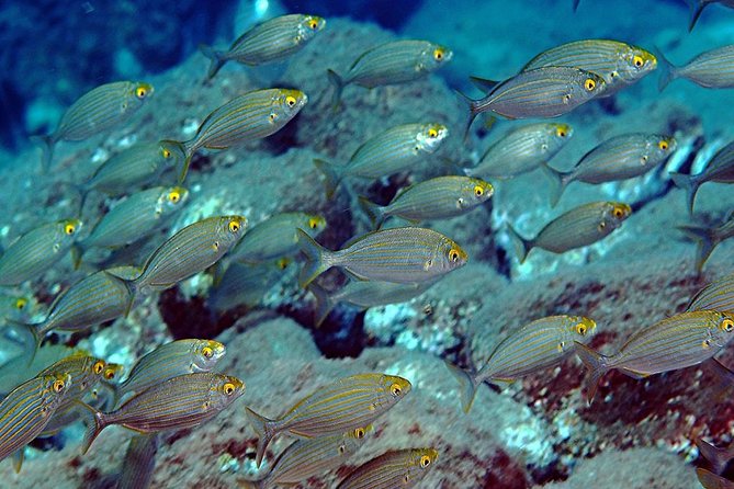 Exciting PADI Discover Scuba Diving Experience Isola Bella Marine Park Taormina - Second Underwater Session to Max 12 Meters: Easy Fun With Ongoing Support