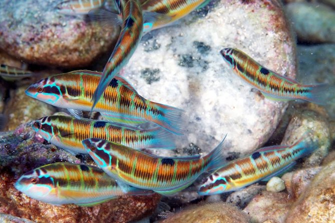 Exciting PADI Discover Scuba Diving Experience Isola Bella Marine Park Taormina - After Your Sessions: Sicilian Wine, Almond Biscuits, and Music on Board